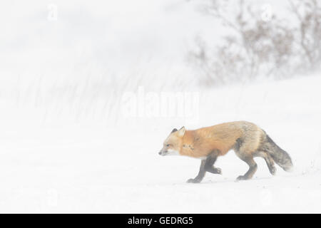 Red Fox (Vulpes vulpes vulpes) adulto, passeggiate nella neve durante la bufera di neve, Churchill, Manitoba, Canada. Foto Stock