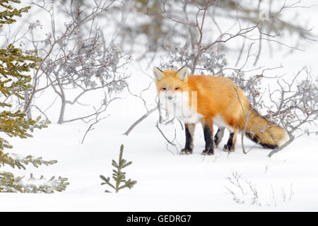 Red Fox (Vulpes vulpes vulpes) adulto, in piedi nella neve, guardando la telecamera, Churchill, Manitoba, Canada. Foto Stock