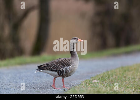 Ritratto di Grey Goose (Anser anser) attraversando via Foto Stock