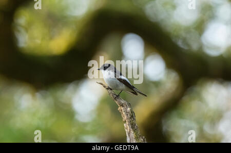 Pied Flycatcher, RSPB Ken-Dee paludi, vicino a Castle Douglas, Dumfries and Galloway, Scozia Foto Stock