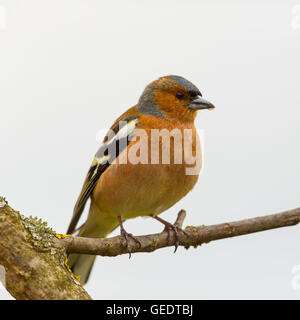 Ritratto di (comune) (fringuello Fringilla coelebs) seduto su un ramo Foto Stock