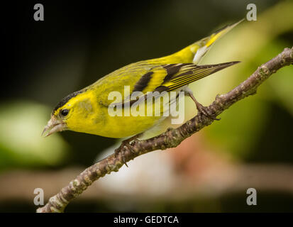 Lucherino Mainsriddle in giardino, vicino RSPB Mersehead, Dumfries and Galloway, Regno Unito Foto Stock