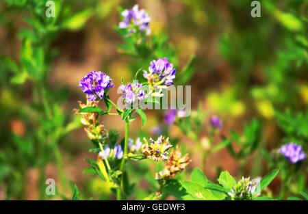 Erba medica, Medicago sativa, chiamato anche lucerna, è una pianta perenne fioritura delle piante nella famiglia di pisello Foto Stock