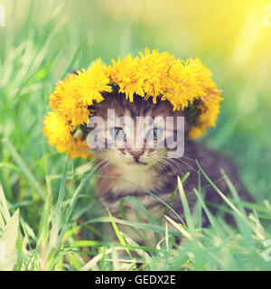 Piccolo gattino incoronato coroncina di fiori di dente di leone seduto sull'erba Foto Stock