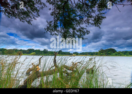 Paesaggio bello prendere in Richmond Park London REGNO UNITO Foto Stock