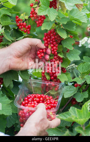 Man Picking ribes rosso a un inglese scegli la tua fattoria Foto Stock