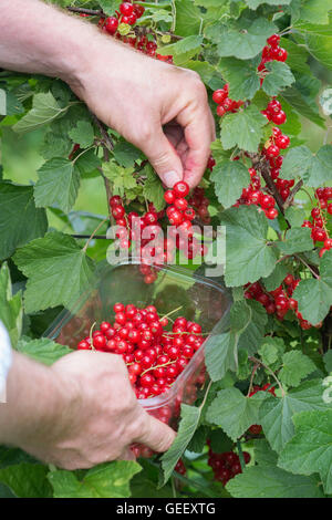 Man Picking ribes rosso a un inglese scegli la tua fattoria Foto Stock
