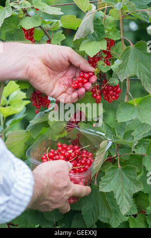 Man Picking ribes rosso a un inglese scegli la tua fattoria Foto Stock