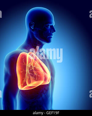 3D illustrazione di arancio lucido polmoni - parte di organico umano, anatomia e concetto medico. Foto Stock