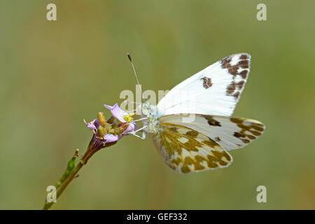 Butterfly, Pontia daplidice, aspirando il nettare Foto Stock