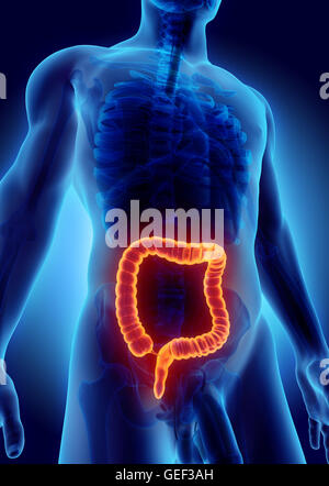 3D illustrazione dell intestino crasso, parte del sistema digestivo. Foto Stock