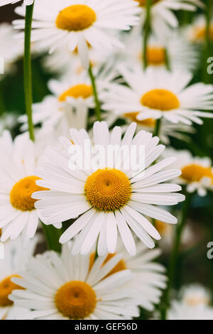 Vista ravvicinata della camomilla o Matricaria, molti bellissimo giardino fiorito e decorativi fiori di colore bianco con infiorescenza giallo in Foto Stock