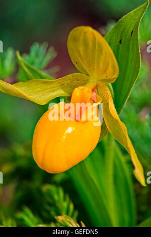 La botanica, giallo Flat-Petalled Pianella della Madonna, Cypripedium calceolus L. var. planipetalum, una rara specie di Pianella della Madonna trovata a bruciato in Canada Foto Stock