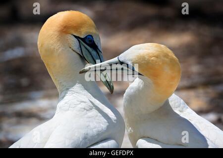 Zoologia / animali, uccelli / uccelli, Nuova Zelanda, Isola del nord, Australasian Gannett coppia, Morus serrator, saluto ogni altra al Cape rapitori colonia, Hawkes Bay, Isola del nord, Foto Stock