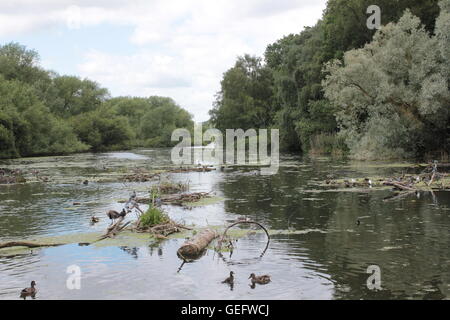 Wildfowl sul fiume Foto Stock