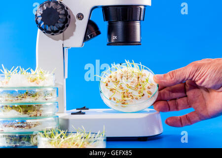 I germogli di semi in una capsula di Petri sotto un microscopio Foto Stock