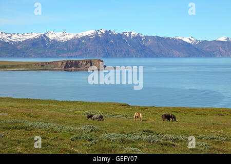 Nordurland vestra, Islanda Foto Stock