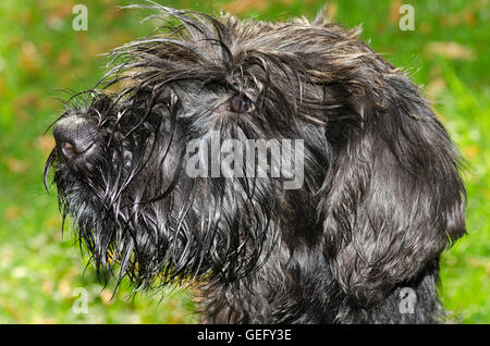 Schnauzer gigante Foto Stock