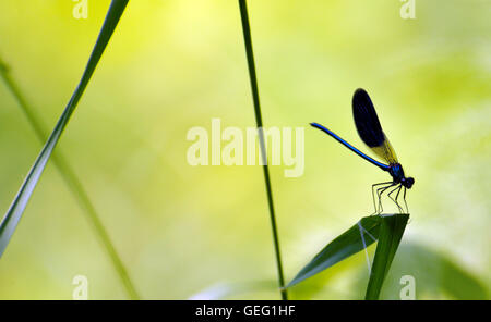 Swadow di libellula seduta sulla lamina Foto Stock