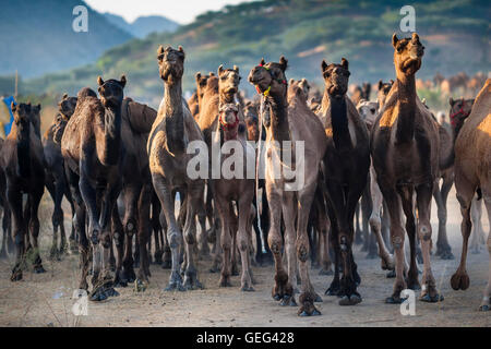 Allevamento di cammelli in arrivo in mattinata a annuale fiera di Pushkar/ Mela, Rajasthan, India. Foto Stock