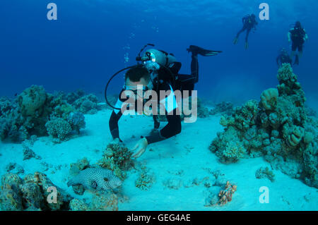 Voce maschile subacqueo con un bianco-spotted puffer (Arothron hispidus), Shark Yolanda Reef, il parco nazionale di Ras Mohammed, Sinai Foto Stock