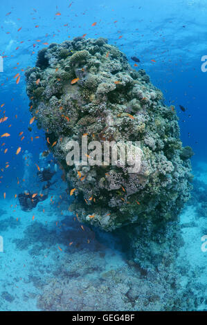 Maschio di scuba diver guarda sulla scuola di Longspine anthias (Pseudanthias squamipinnis) sul pilastro di corallo, Mar Rosso, Al-Qusayr, Egitto Foto Stock