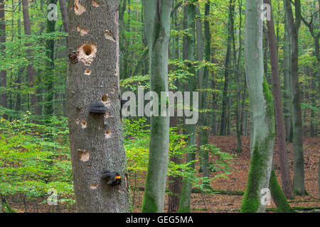 Picchio in fori nel tronco di albero con malattia fungina in corrispondenza del bosco di faggio in autunno Foto Stock