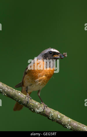 Comune (redstart Phoenicurus phoenicurus) maschio con preda di insetti nel becco arroccato nella struttura ad albero Foto Stock