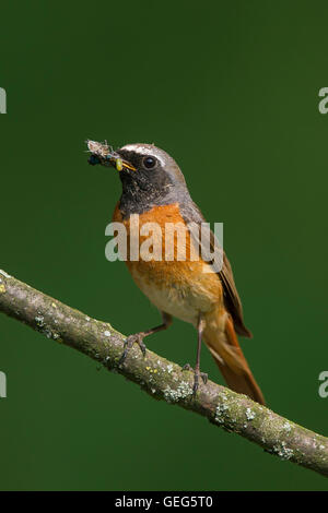 Comune (redstart Phoenicurus phoenicurus) maschio con preda di insetti nel becco arroccato nella struttura ad albero Foto Stock