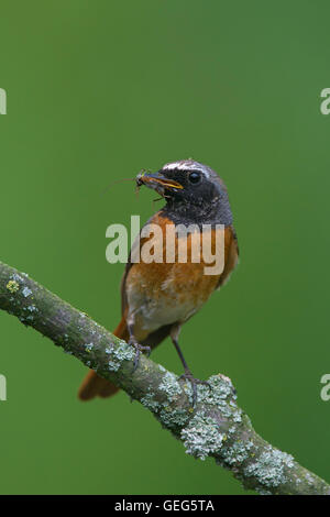 Comune (redstart Phoenicurus phoenicurus) maschio con preda di insetti nel becco arroccato nella struttura ad albero Foto Stock