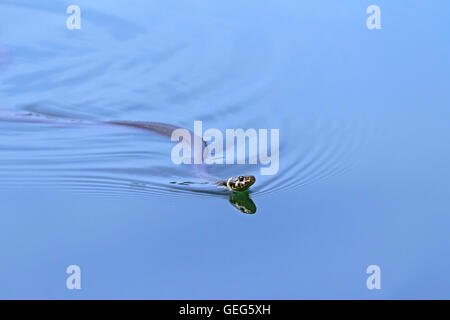 Biscia / inanellato snake / acqua snake (Natrix natrix) nuotare nel lago Foto Stock
