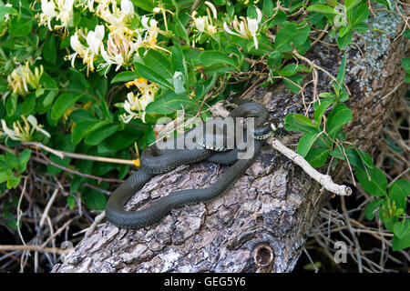 Due bisce / inanellato snake / acqua snake (Natrix natrix) sul tronco di albero Foto Stock