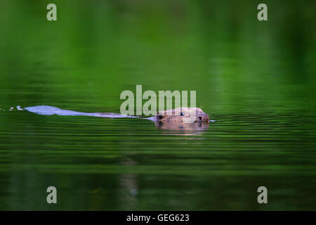 Eurasian beaver / castoro europeo (Castor fiber) nuoto in stagno Foto Stock