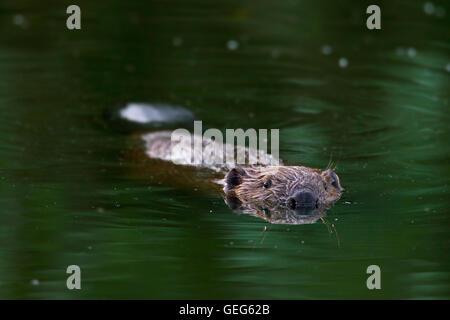 Eurasian beaver / castoro europeo (Castor fiber) nuoto in stagno Foto Stock