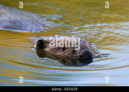 In prossimità della testa del castoro eurasiatica / castoro europeo (Castor fiber) nuoto in stagno Foto Stock