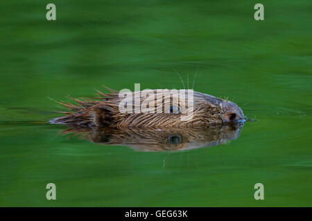 In prossimità della testa del castoro eurasiatica / castoro europeo (Castor fiber) nuoto in stagno Foto Stock