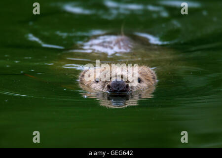 In prossimità della testa del castoro eurasiatica / castoro europeo (Castor fiber) nuoto in stagno Foto Stock