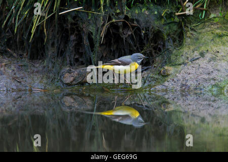 Wagtail grigio (Motacilla cinerea / Motacilla melanope) maschio rovistando lungo la riva del fiume Foto Stock