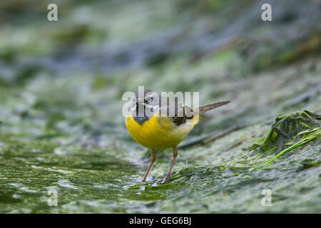 Wagtail grigio (Motacilla cinerea / Motacilla melanope) maschio rovistando lungo la riva del fiume Foto Stock