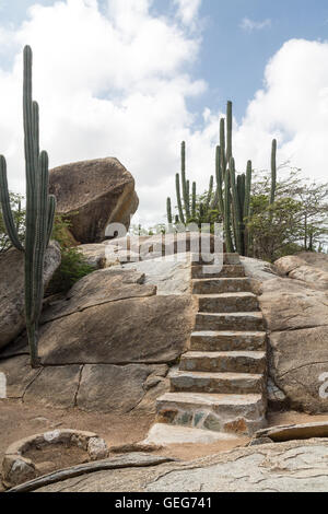 Massi Divi Divi alberi e cactus nel giardino di Aruba Foto Stock