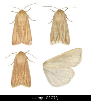 Wainscot comune - Mythimna pallens - 73.291 (2199) Foto Stock