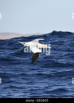 Gannett - Morus bassanus Foto Stock