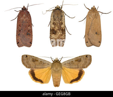 Grande giallo Underwing - Noctua pronuba - 73.342 (2107) Foto Stock