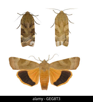 Ampia-delimitata Underwing giallo - Noctua fimbriata - 73.343 (2110) Foto Stock