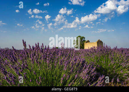 La lavanda, campo, Lavandula angustifolia, Plateau de valensole, Francia, Provence-Alpes-Côte d'Azur, in Francia Foto Stock