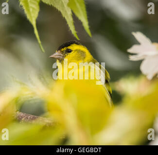 Lucherino Mainsriddle in giardino, vicino RSPB Mersehead, Dumfries and Galloway, Regno Unito Foto Stock