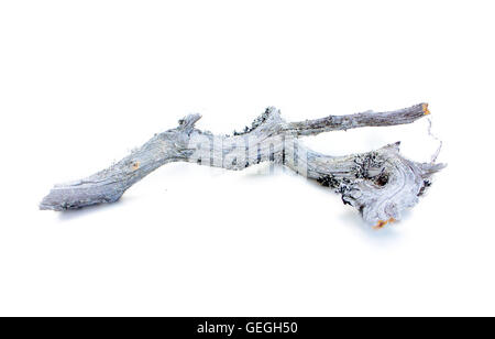 Pezzo incontaminato Morì di cause naturali tree Foto Stock