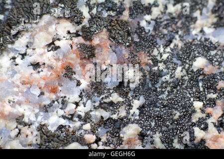 Sulla superficie di marmo, cristalli di quarzite crescente lichen. Macro Foto Stock