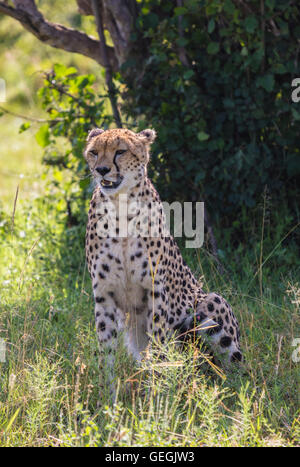 Cheetah seduto sotto un albero e in cerca di preda, il Masai Mara, Kenya, Africa Foto Stock