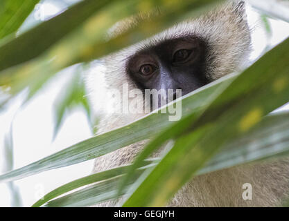 Vervet monkey seduto in una struttura ad albero e picco attraverso le foglie, ukunda, Kenya, Africa Foto Stock